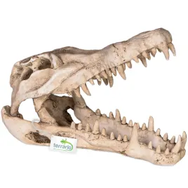 czaszka-krokodyla-do-terrarium-23x11x16-cm-terrario-crocodile-skull-xl