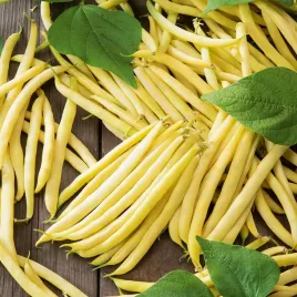 fasola-berggold-wczesna-szparagowa-karlowa-zolta-nasiona-fasoli-warzyw