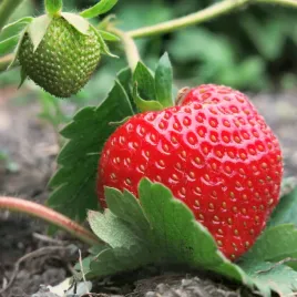 nasiona-truskawka-tresca-nawet-do-100-owocow-uprawa-gruntowa-i-w-donicach