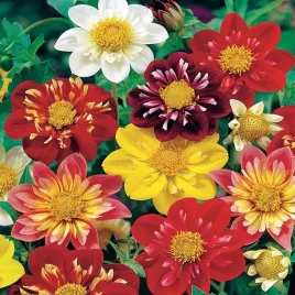 dalia-karlowa-dwarf-collorette-dandy-mieszanka-nasiona-kwiatow-mix