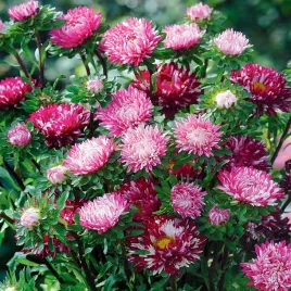 aster-karlowy-ribbon-red-nasiona-kwiatow-intensywne-kolory-latwa-uprawa