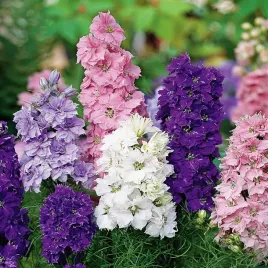 ostrozka-ogrodowa-pelna-mieszanka-nasiona-kwiatow-ostrozki-kwiaty-mix