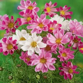 onetek-kosmos-sea-shell-mieszanka-kwiatow-pachnacych-rozowo-biale-nasiona