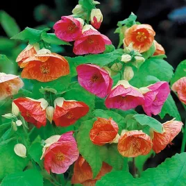 klonik-pokojowy-mieszanka-dzwonkowate-kwiaty-roslina-doniczkowa-nasiona