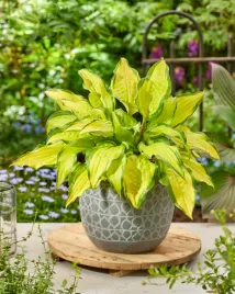 funkia-lipstick-kiss-hosta-pocalunek-szminka-hosta-do-ogrodu-i-wokol-oczka