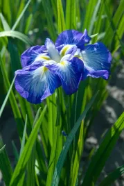 irys-ensata-gusto-niebieskie-efektowne-kwiaty-idealny-wokol-oczka-do-ogrodu