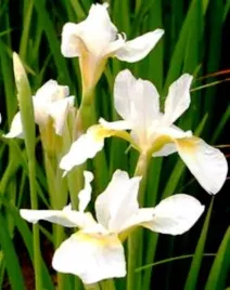 irys-syberyjski-white-swirl-biale-kwiaty-irysy-na-suche-stanowiska