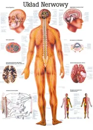 plansza-anatomiczna-uklad-nerwowy-or-100x70-cm