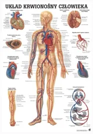plansza-anatomiczna-uklad-krwionosny-czlowieka