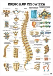 plansza-anatomiczna-kregoslup-czlowieka-or-100x70