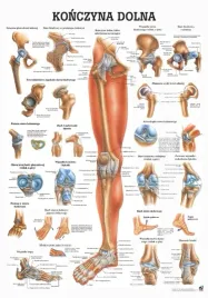 plansza-anatomiczna-konczyna-dolna-or-100x70