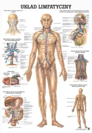 plansza-anatomiczna-uklad-limfatyczny-or-100x70