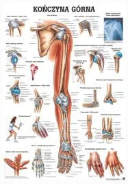 plansza-anatomiczna-konczyna-gorna-or-100x70