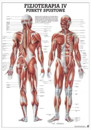 plansza-anatomiczna-punkty-spustowe-or-100-x-70