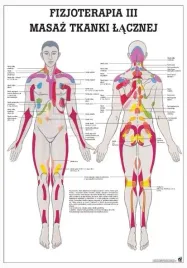 plansza-anatomiczna-masaz-tkanki-lacznej-or-100-x-70