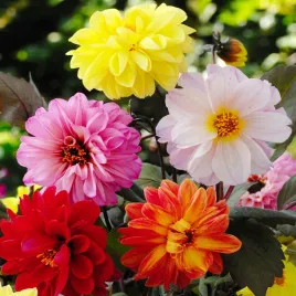 dalie-dalia-zmienna-pelna-polpelna-niska-mieszanka-kolorow-nasiona-kwiatow