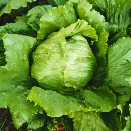 salata-krucha-ludwina-sr-wczesna-jasnozielona-wysoka-jakosc-nasiona-salaty