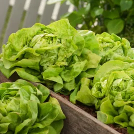 salata-maslowa-rozalka-sredniopozna-nasiona-warzyw-salaty-bardzo-smaczna