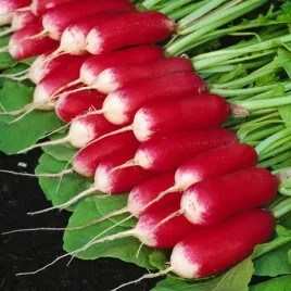 rzodkiewka-podluzna-polanka-czerwona-z-bialym-koncem-nasiona-rzodkiewki