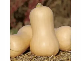 dynia-pizmowa-metro-rozsada-w-doniczce-p9-piekny-ksztalt