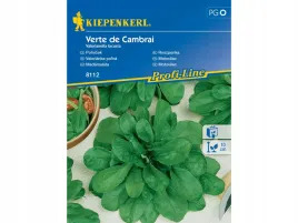 roszponka-verte-de-cambrai-nasiona-kiepenkerl