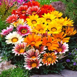 gazania-blyszczaca-mieszanka-mix-latwa-w-uprawie-nasiona-kwiatow