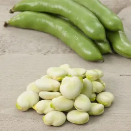 bob-bolero-wczesny-wyjatkowo-duze-nasiona-warzyw-odporna-plenna-odmiana