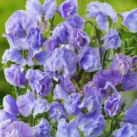 groszek-pachnacy-jasno-niebieski-nasiona-kwiatow-dlugo-kwitnie-kwiaty