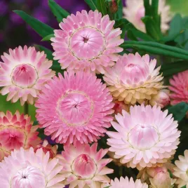 kocanka-ogrodowa-niesmiertelnik-rozowa-nasiona-kwiatow-kwiaty-odporna