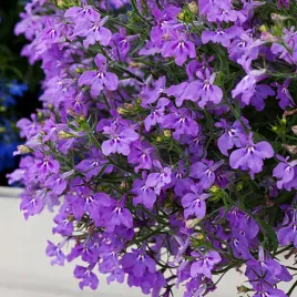 lobelia-przyladkowa-stroiczka-ciemno-fioletowa-nasiona-kwiatow-kwiaty