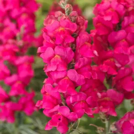 lwia-paszcza-wysoka-rozowa-nasiona-kwiatow-jednorocznych-kwiaty-dlugie