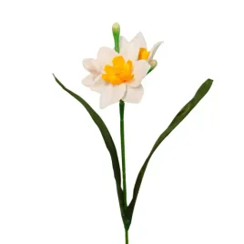 narcyz-pojedynczy-bialo-pomaranczowy