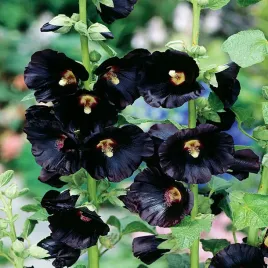 alcea-nigra-malwa-czarna-1-szt-malwy-sadzonki-sadzonka-odporna-odmiana