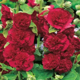 alcea-malwa-czerwona-red-1-szt-malwy-sadzonki-sadzonka-odporna-odmiana
