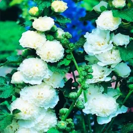 alcea-malwa-biala-white-1-szt-malwy-sadzonki-sadzonka-odporna-odmiana