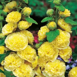 alcea-malwa-zolta-yellow-1-szt-malwy-sadzonki-sadzonka-odporna-odmiana