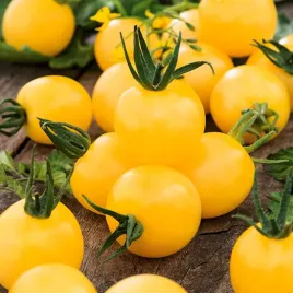 pomidor-karlowy-drobnoowocowy-ola-polka-kuliste-zolte-pomidory-nasiona