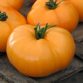 pomidor-wysoki-jantar-zoltopomaranczowy-wczesny-nasiona-pomidorow-pomidory