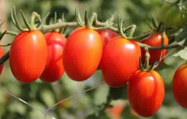 pomidor-czerwony-karlowy-granit-odporny-srednio-pozny-nasiona-warzyw