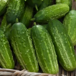 ogorek-gruntowy-magnetar-f1-ogorki-odmiana-wczesna-nasiona-ogorkow