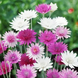 suchokwiat-mieszanka-mix-nasiona-kwiatow-dlugie-kwiaty-ozdobne