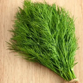 koper-ogrodowy-kozak-odmiana-wczesna-silny-aromat-swieze-nasiona-warzyw