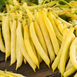 fasola-zwykla-karlowa-korona-zolta-bardzo-wczesna-nasiona-warzyw