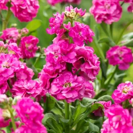 lewkonia-letnia-rozowa-obfite-i-efektowne-kwitnienie-nasiona-kwiatow