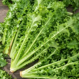 endywia-romanesca-da-taglio-zielona-rozeta-do-uprawy-2x-w-roku-nasiona