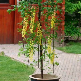 fiolek-zwisajacy-zolty-nasiona-kwiatow-balkonowych-kwiaty-do-donic