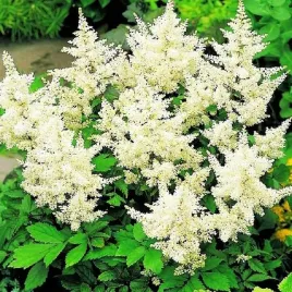 astible-tawulka-deutschland-1-szt-sadzonka-sadzonki-kolorowa-trawa