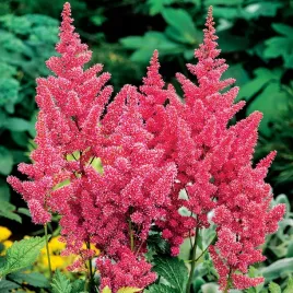 astilbe-tawulka-arendsa-mainz-1-szt-sadzonka-sadzonki-kolorowa-trawa