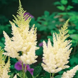 astible-tawulka-arendsa-weisse-gloria-1szt-sadzonka-sadzonki-kolorowa-trawa