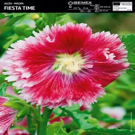alcea-malwa-fiesta-time-1-szt-malwy-sadzonki-sadzonka-odporna-odmiana